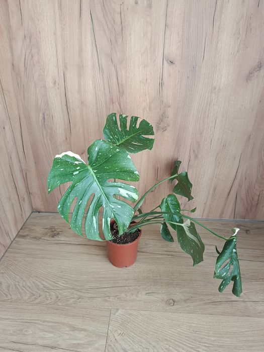 Monstera thai constelation