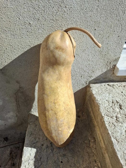 Cabaça muito bonita