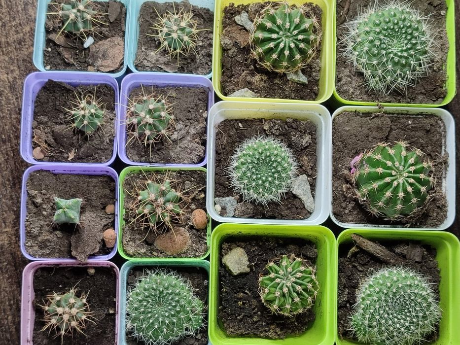 Фиалкі цвітуть з весни, є ще  маленькі, та алое