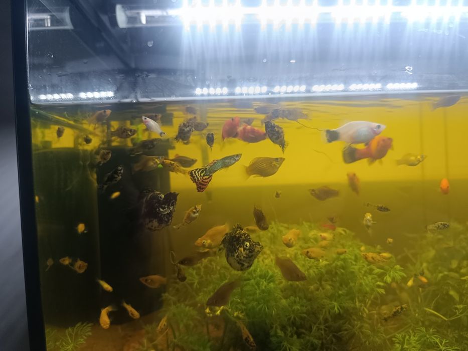 Muitos peixes  de água quente