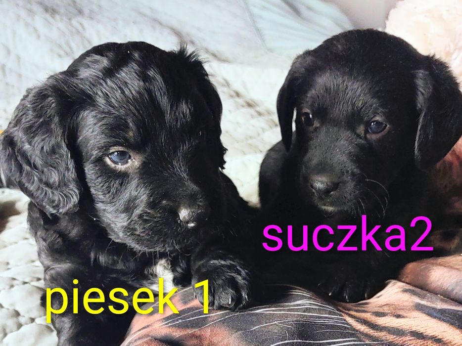 Szczeniaczki suczki i piesek po Cooker spaniel spaniele