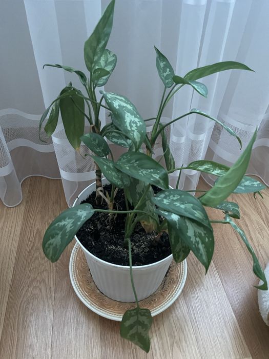 Комнатный цветок