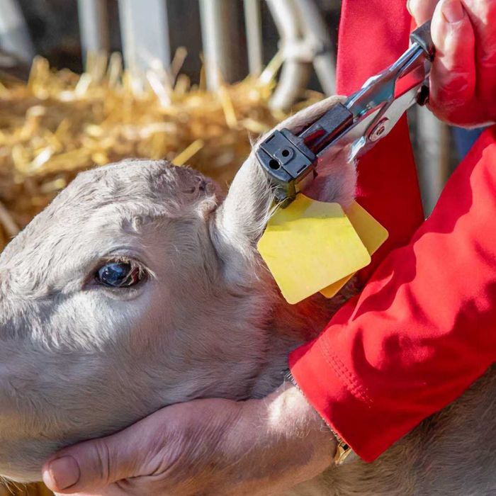 KOLCZYKOWNICA - Prima Flex_ Krowy_świnie_owce