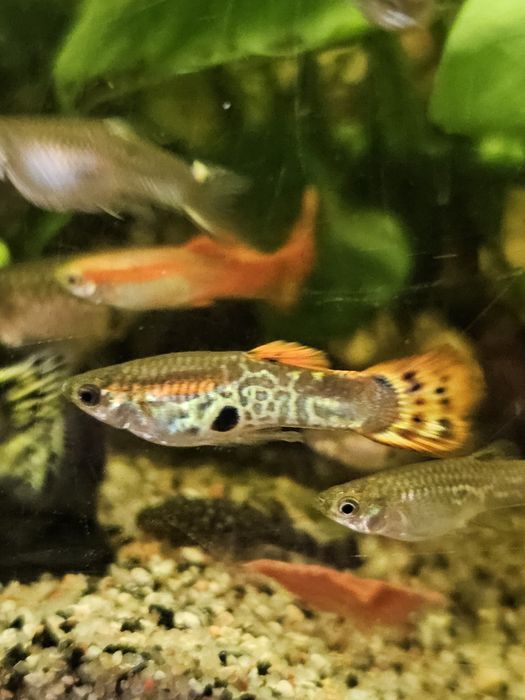 Gupiki z własnej  chodowli