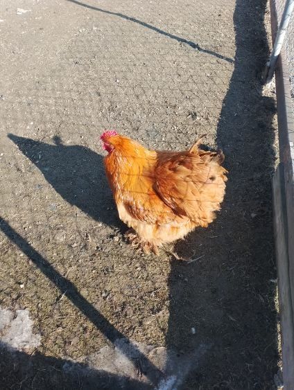 Kogut kochin olbrzym