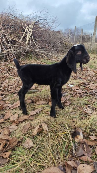 Англо-нубійські 100% кози