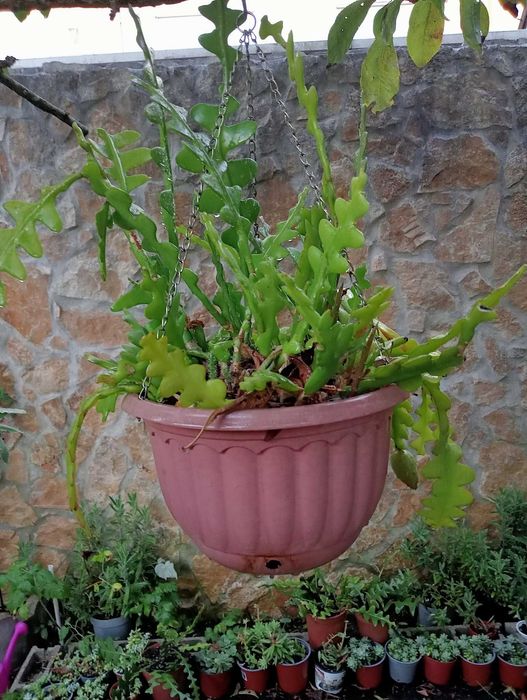 Planta natural espinha-de-peixe Branca/Vermelha