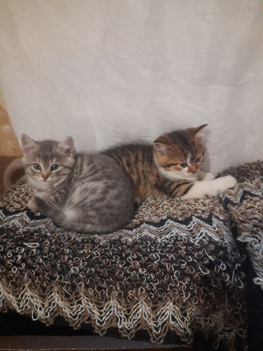 Купи котеня на мирне життя