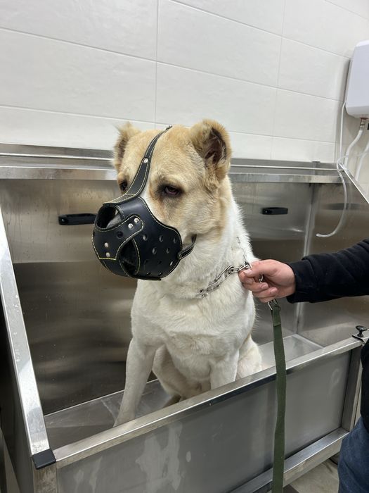 алабай середньо-азійська вівчарка