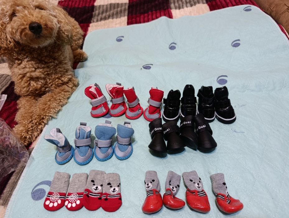 Обувка/ботінки/одяг для собак