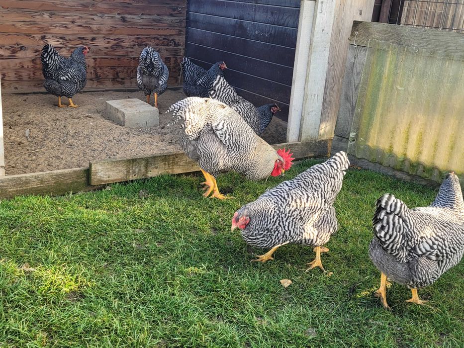 Amrock jaja lęgowe zapisy na rok 2026