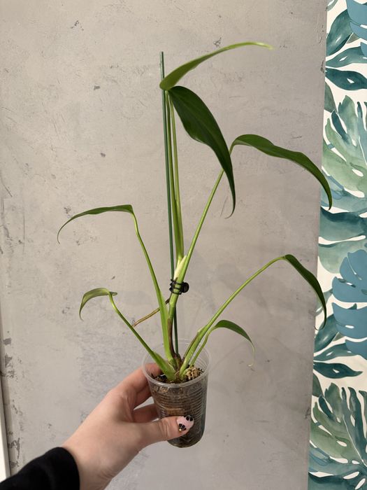 Monstera Burle Marx Flame