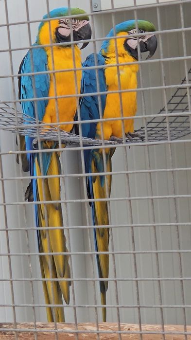 Arara Ararauna Grande Porte a Comer Sozinhas - 4 meses