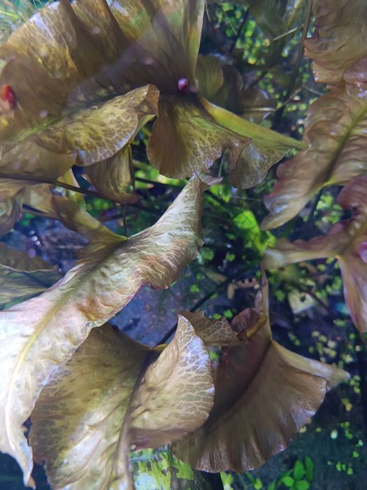 Кровава Мері (чіста лінія)