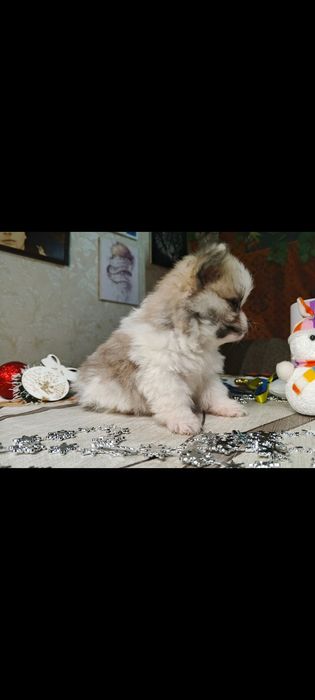 Померанский шпіц дітки