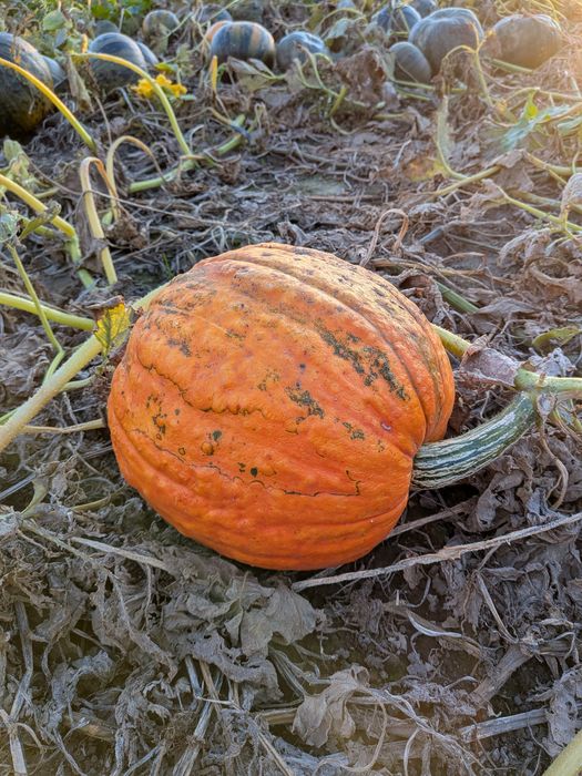 Dynia olbrzymia halloween