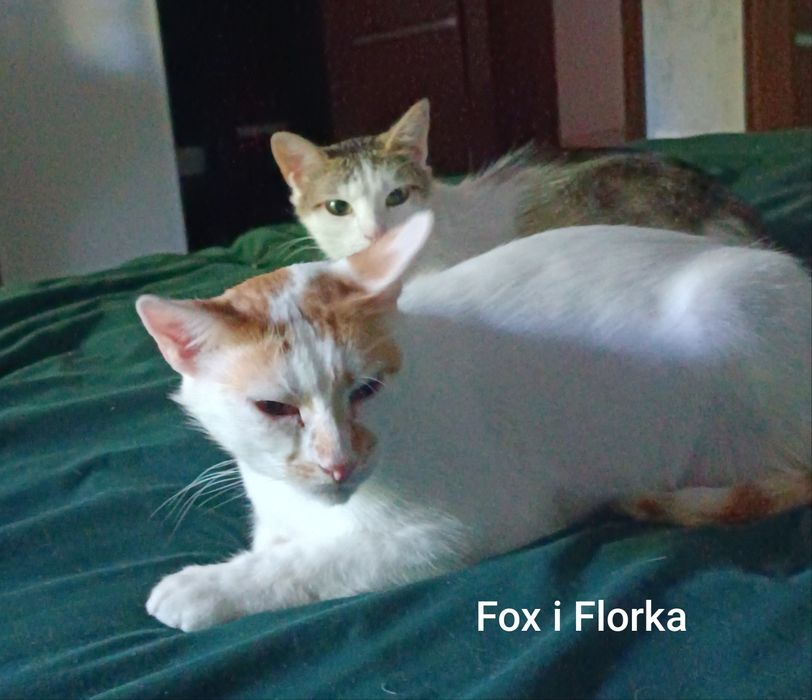 Dorosłe rodzeństwo do adopcji Fox i Florka