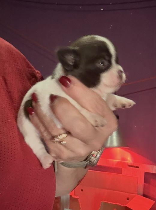 Menina  Chihuahua  lindissima “ de bolsa.