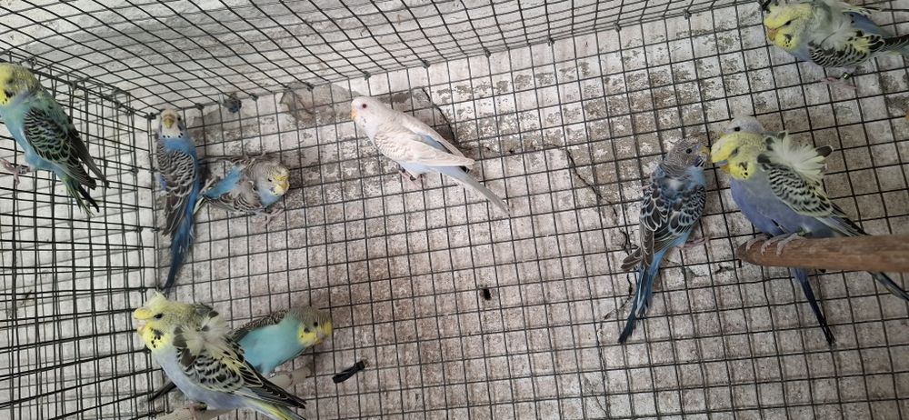 Periquitos hagoromos,frisados, fallows