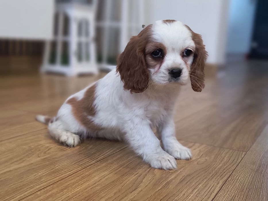 Cavalier King Charles Spaniel suczka