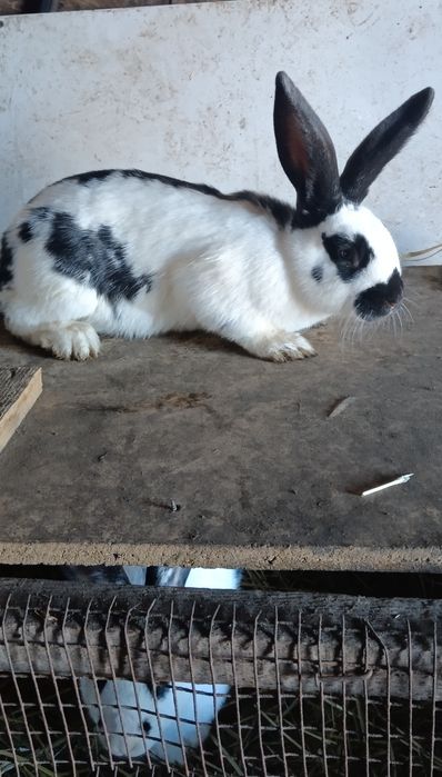 Кролики різного віку