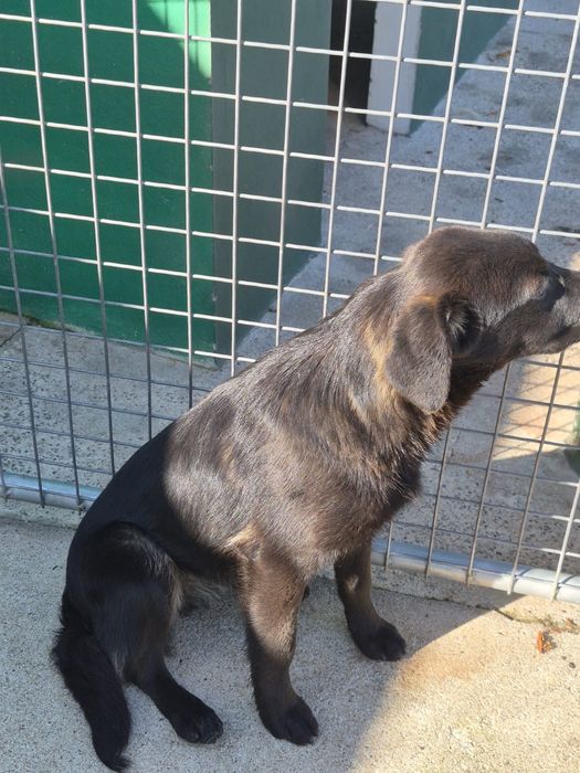 Cadela para Adoção
