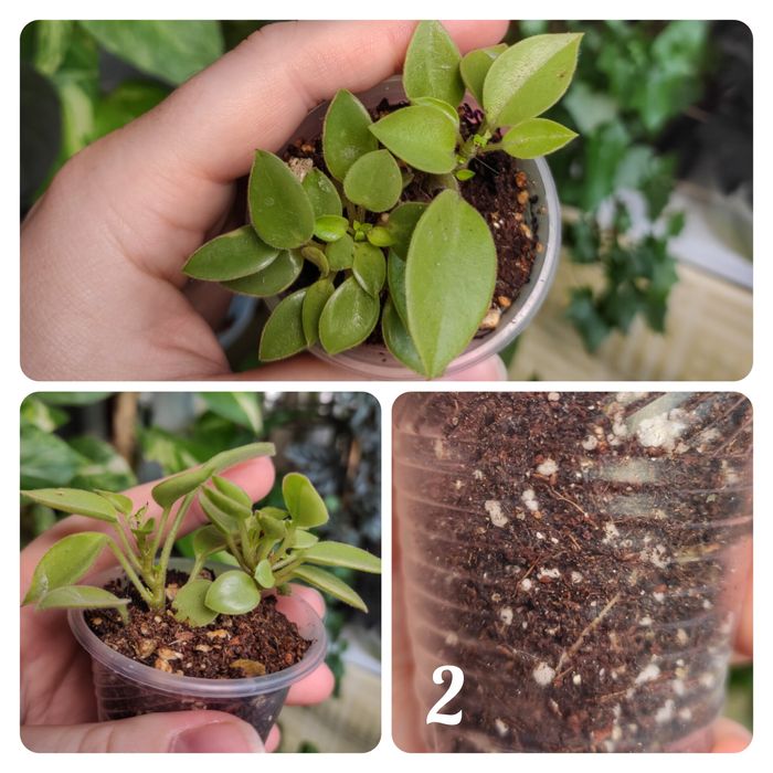 Пеперомія срібляста ( Silver), пеперомія Рейндроп, пепером Піксі лайм