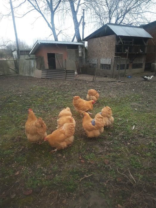 Орпінгтон палевий