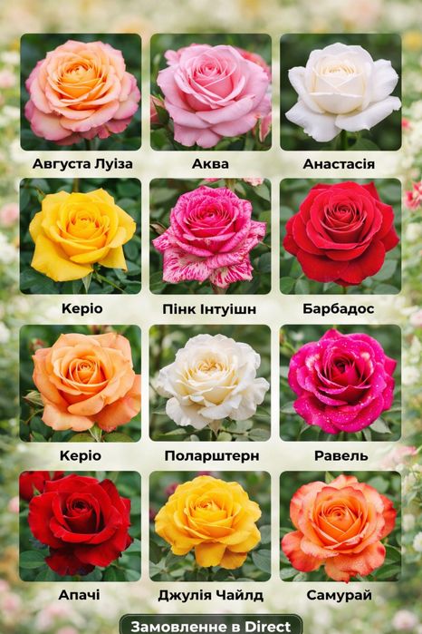 Саджанці троянди