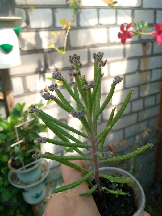 Кактуси в асортименті