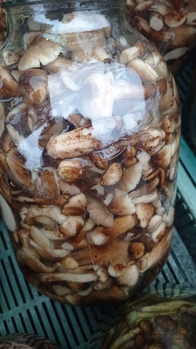 Опеньки мариновані