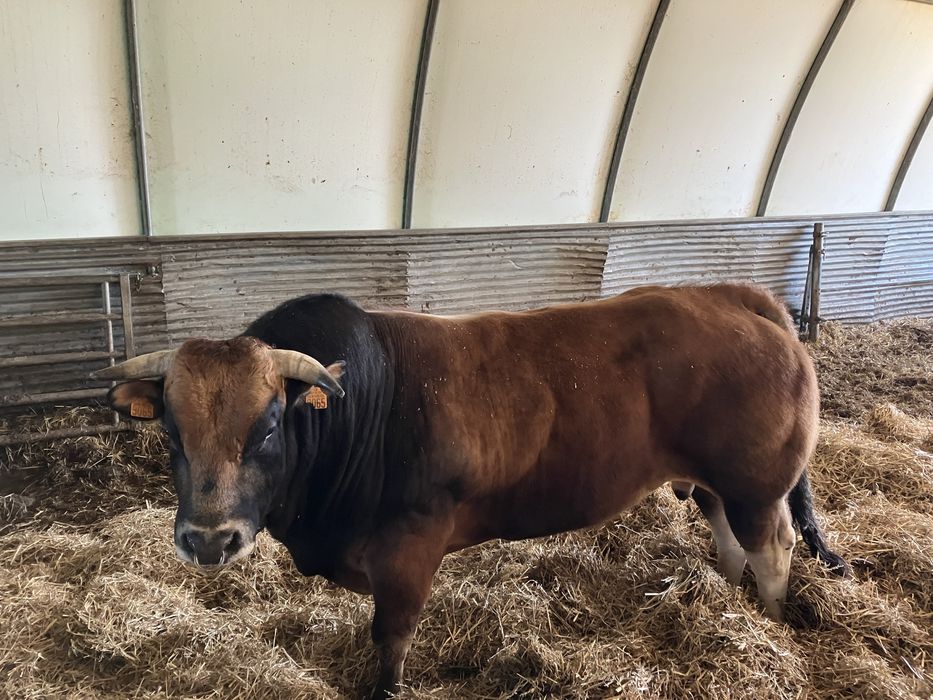 Parthenaise buhaj hodowlany