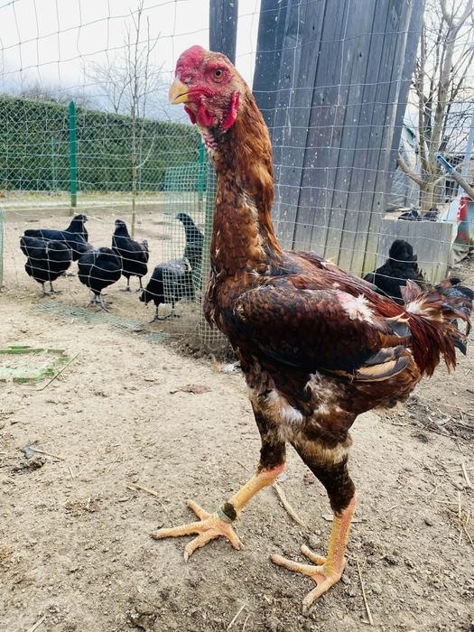 Jajka lęgowe ayam cemani, wyandotte, bojowiec malajski