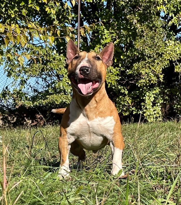 Миниатюрный бультерьер вязка