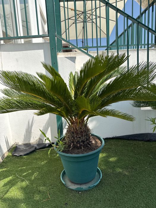Cica revoluta, pequena palmeira de jardim