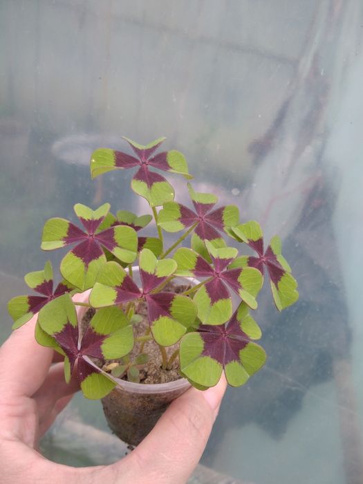 Кислиця оксаліс Деппей