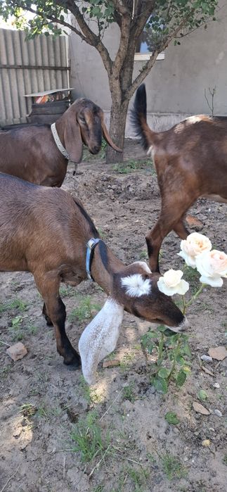Англо-Нубійські кози