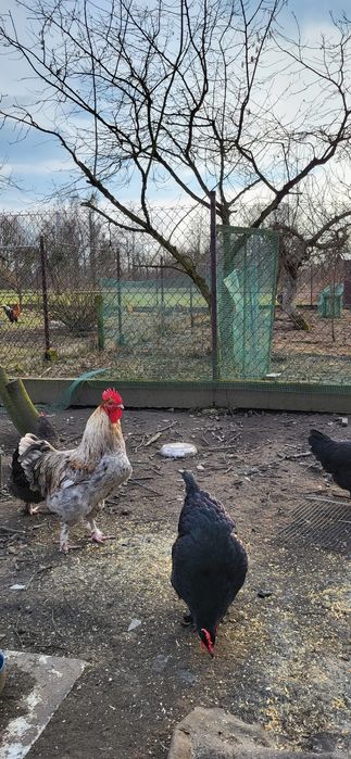 Jajka lęgowe marans