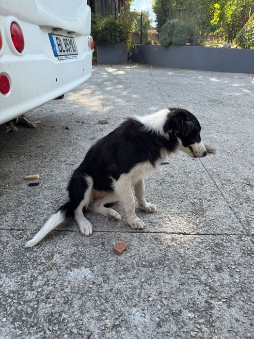 Border collie 5 meses