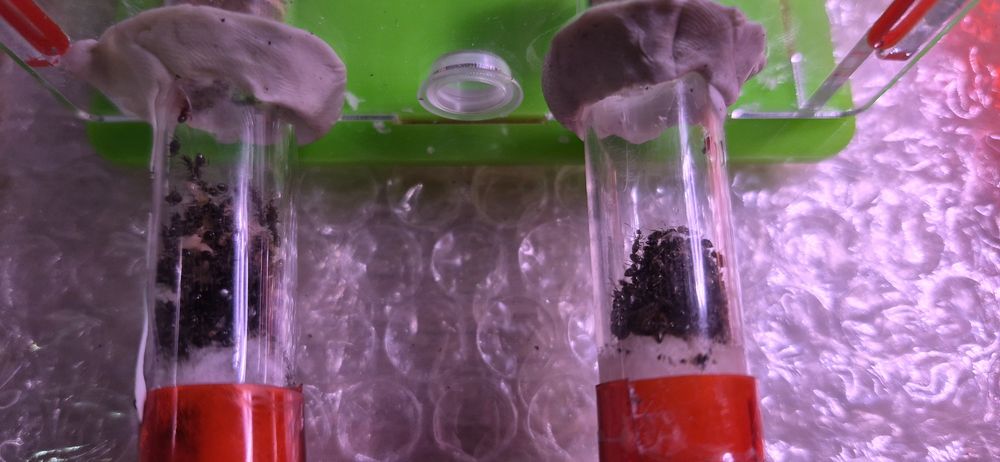 Kolonia Lasius niger  — 100+ robotnic + wyposażenie