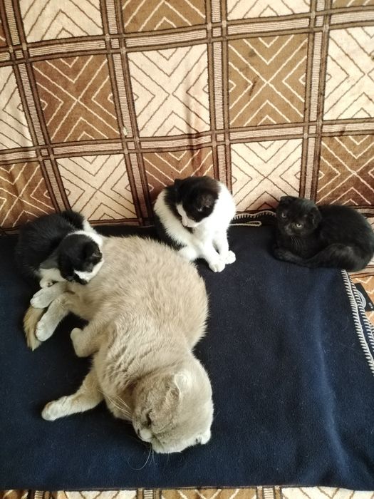 Віддам котенят в добрі руки