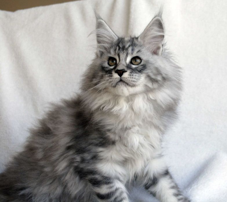 Piękna kotka do hodowli