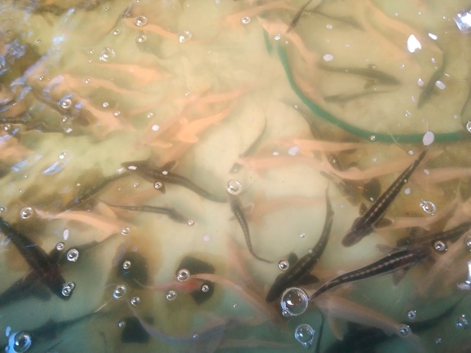 Miętus karp Węgorz szczupak pstrąg stawowy koi