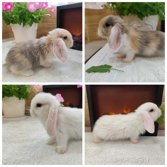 Mini Lopy baranki królik karzełek .Hodowla zarejestrowana KZHK