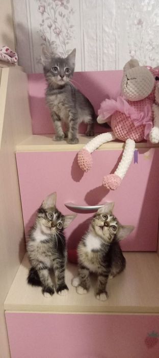 Отдадим    котят