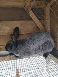 Кролики породи " Полтавське срібло" на плем"я"
