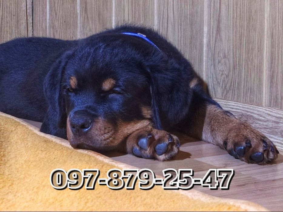 Широкогрудые красавцы мощного телосложения!