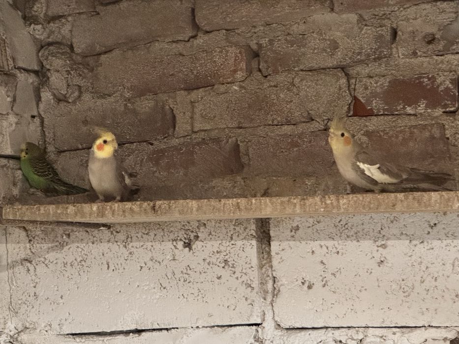 Nimfa para 2025 papugi