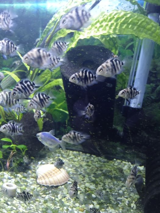 Аквариумные рыбки.Сапфировый попугай или попугай голубая панда