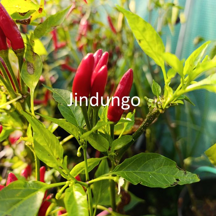 Sementes Pimentas64584708574849120